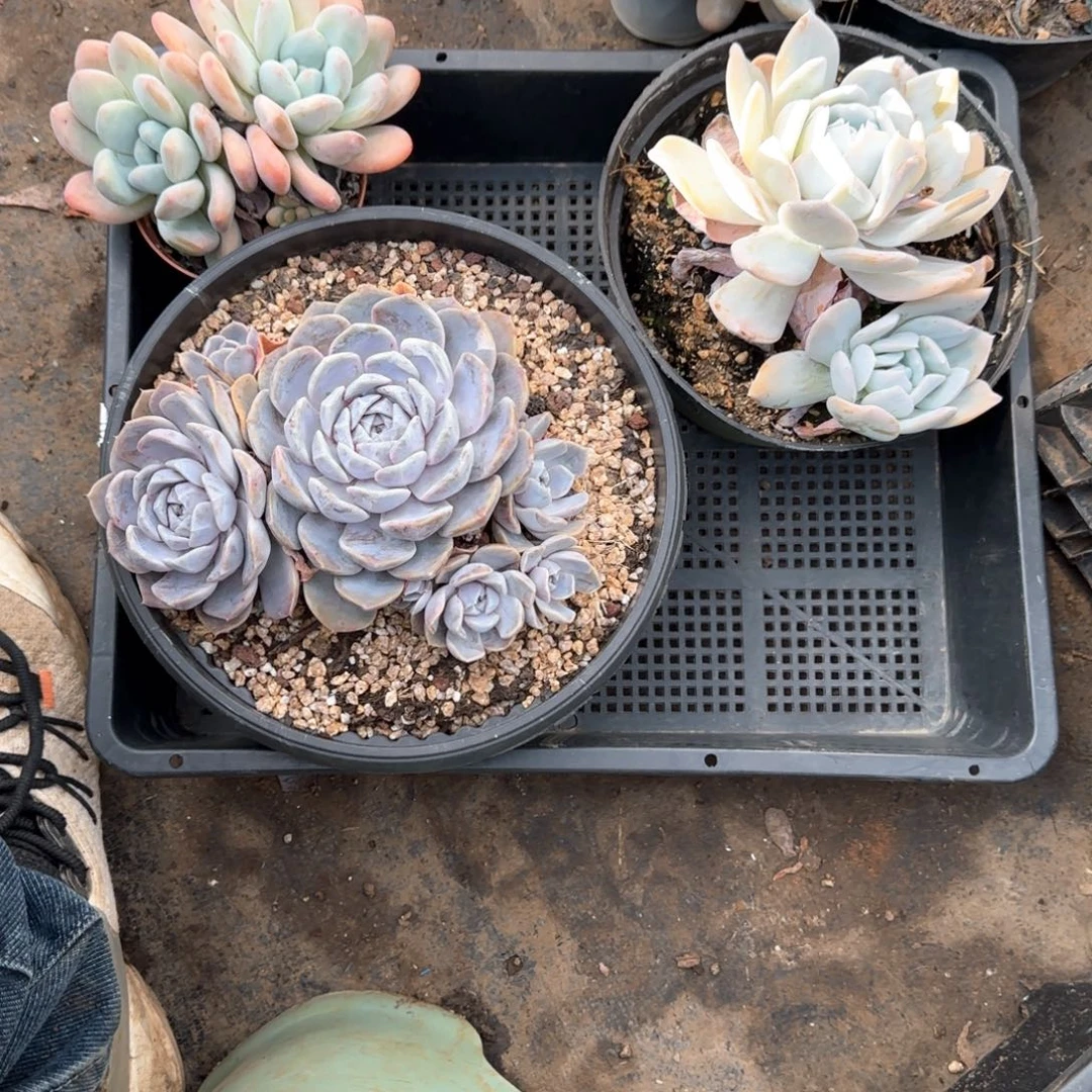 多肉植物组合筐拍