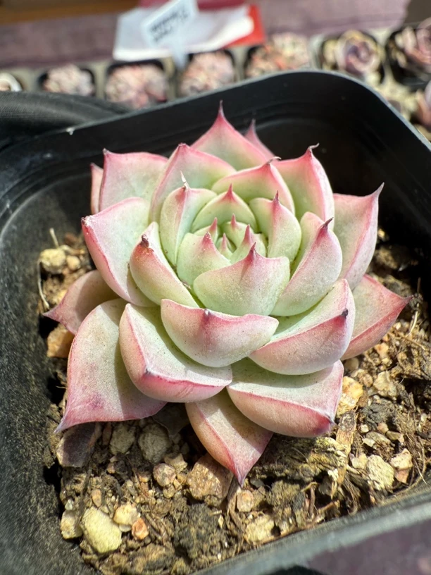 精品粉水晶懦多肉植物