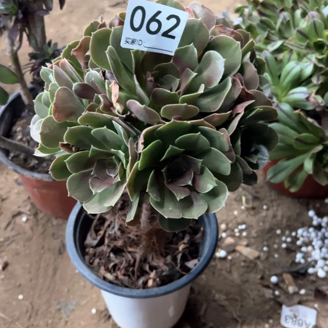 062号韶修多肉植物