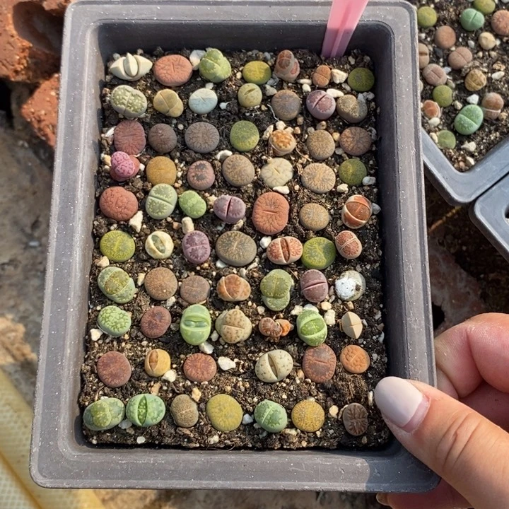 阿*生石花小苗367