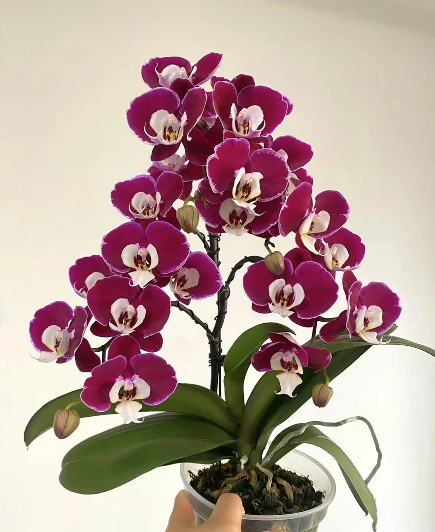 蝴蝶兰苗不带花剑蝴蝶兰叶片微瑕【四颗】稀少花色不同品种