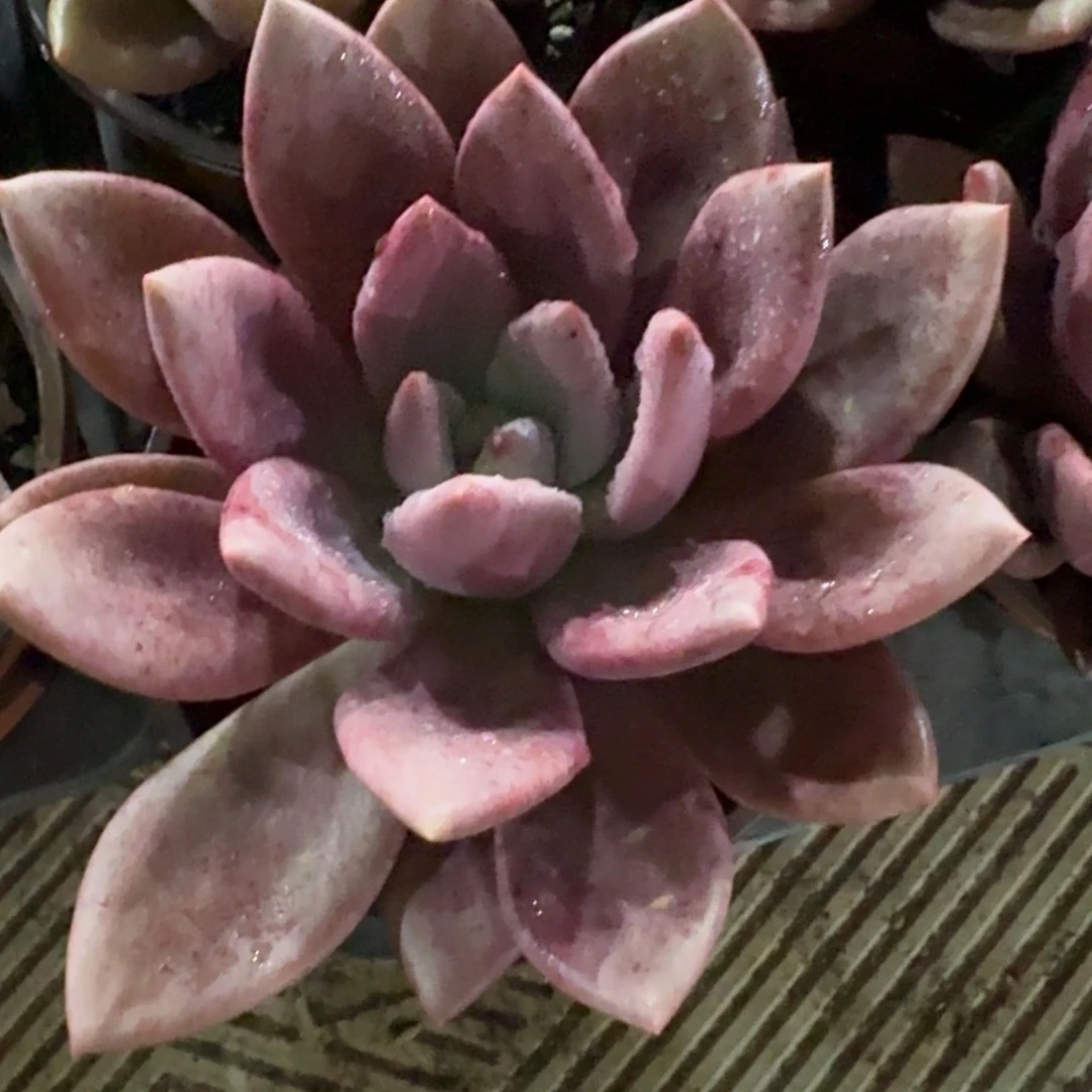 多肉植物桃花源裸根