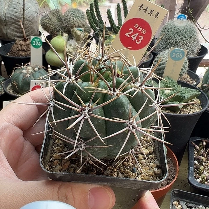 实生狂恐龙丸一棵