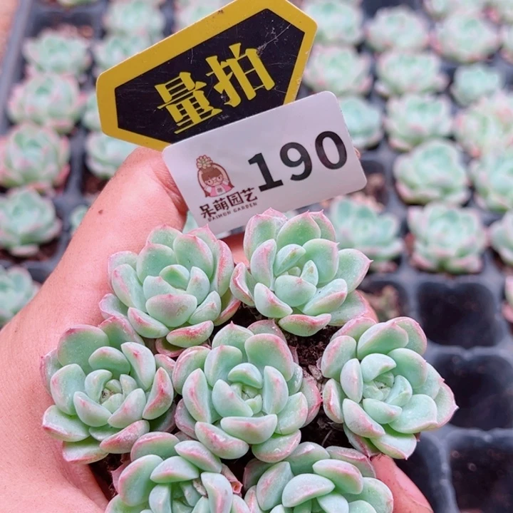 多肉植物多肉植物