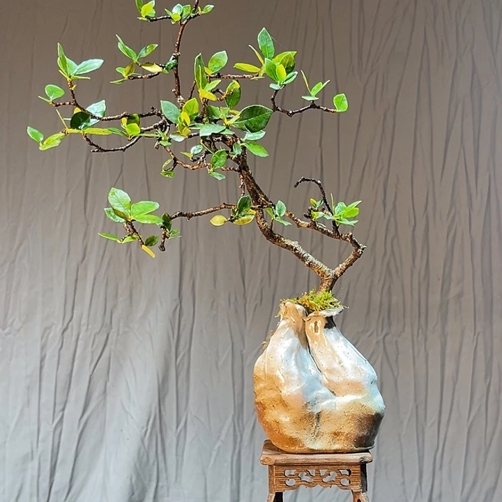 无花朵海岛栀子花