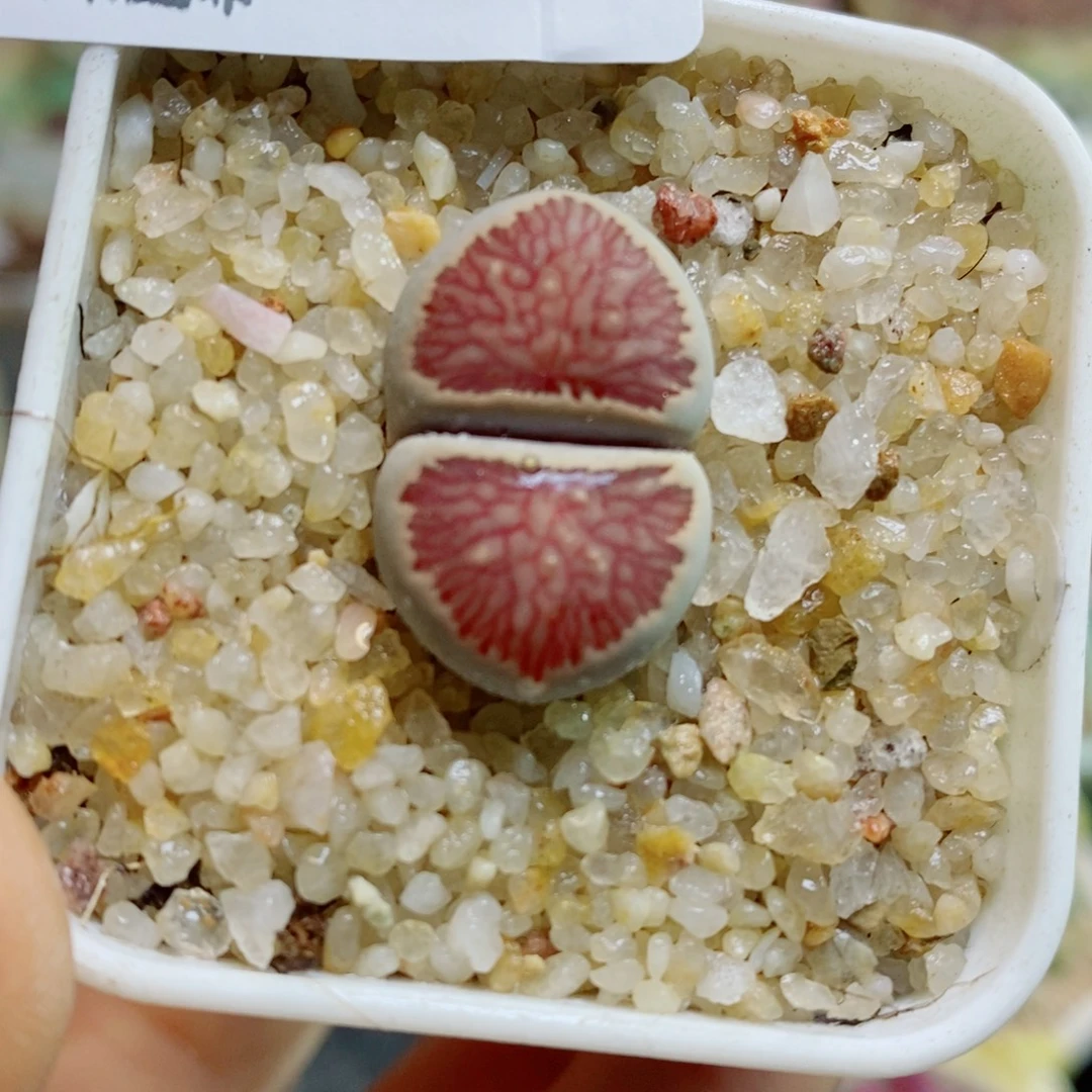 生石花花花花花花花556