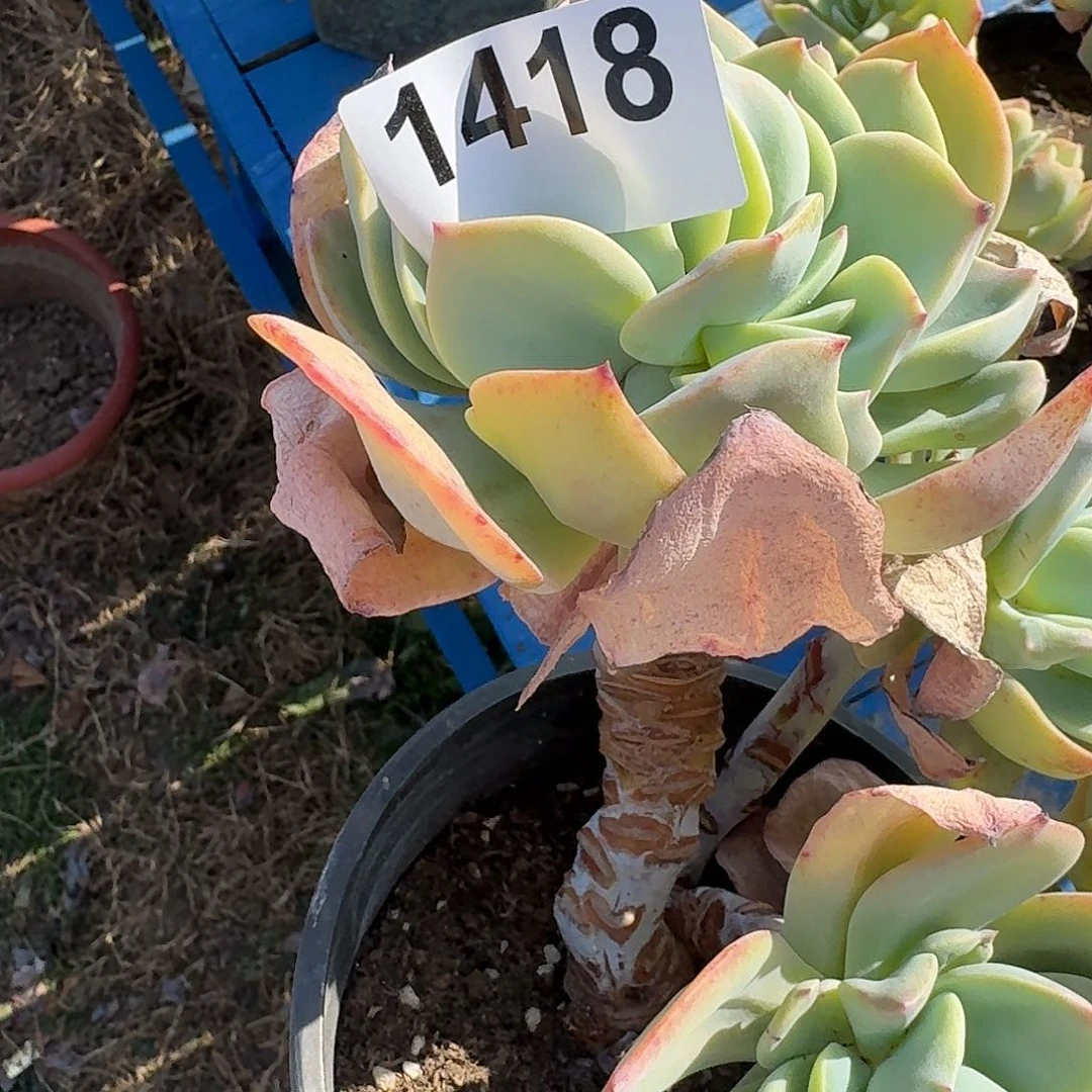 爱****）313161661616661611