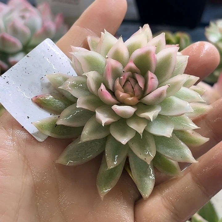 230白水晶锦炸多肉植物