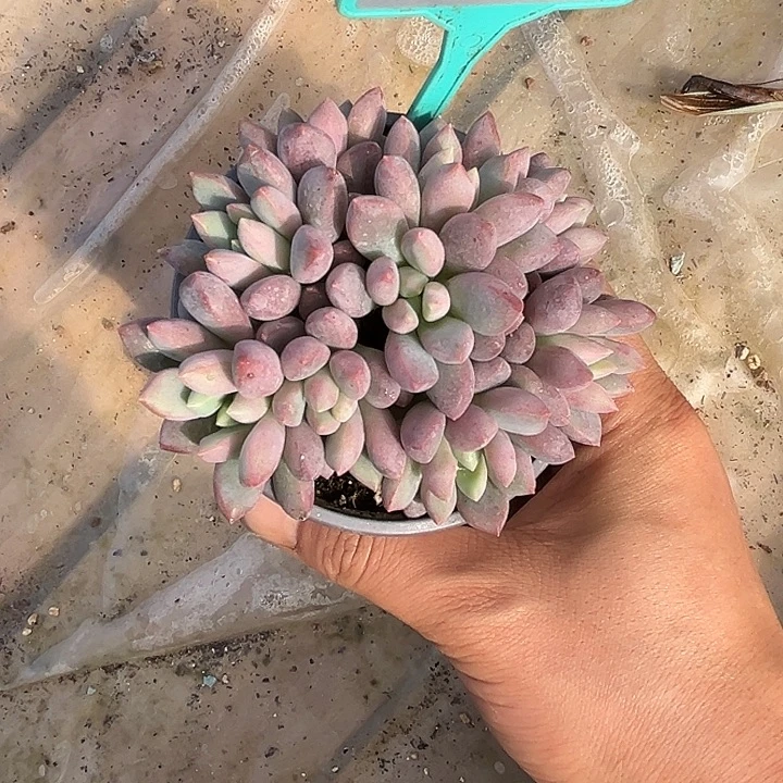 多肉植物蓝精灵360