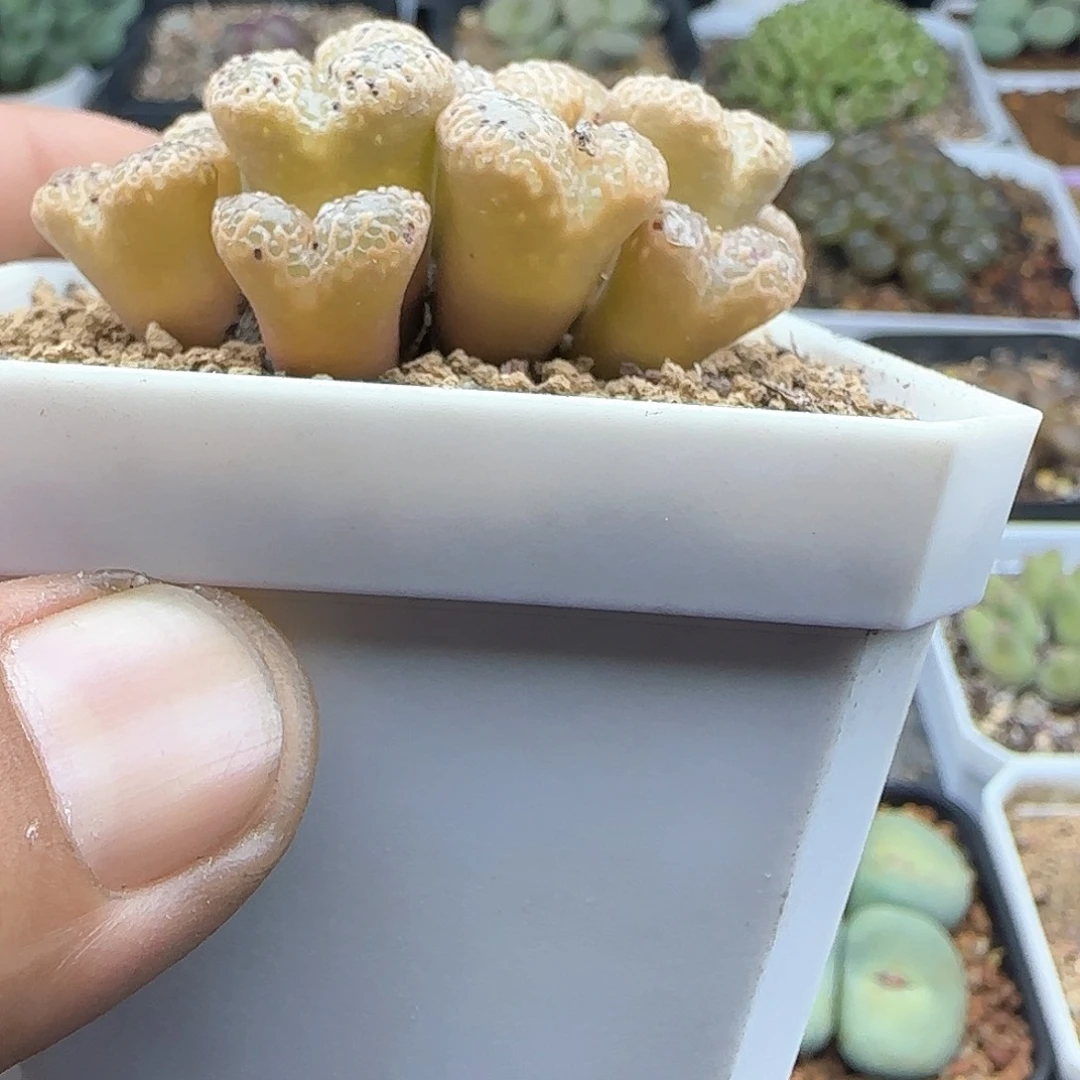 发****在脱土28包邮26195