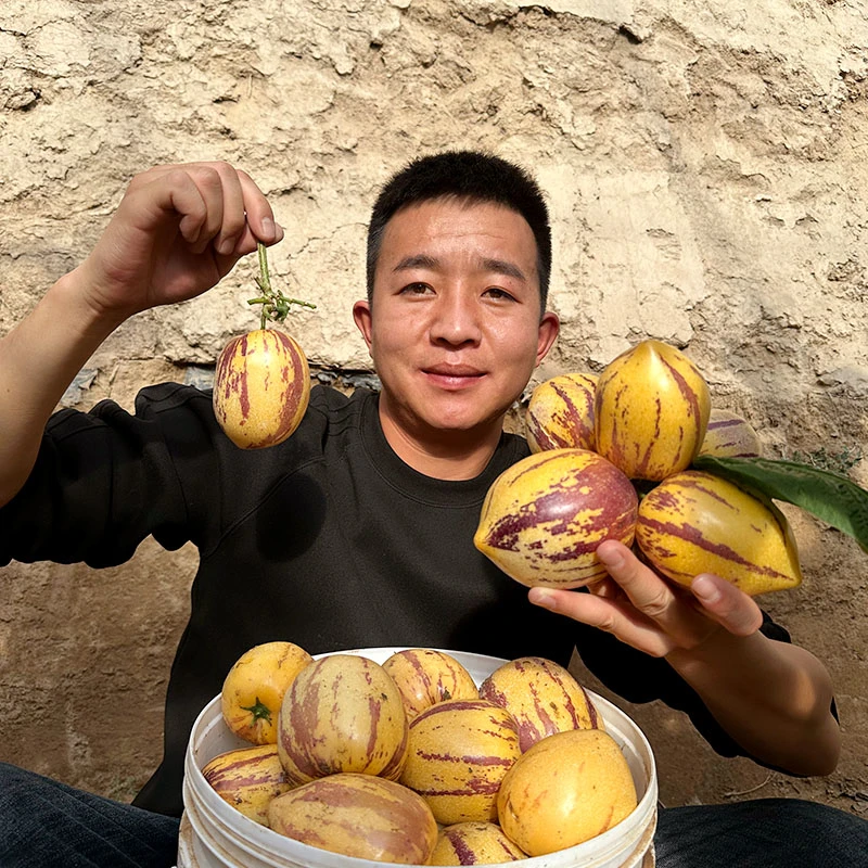 顺丰甘肃民勤沙漠人参果树熟黄肉清甜多汁坏果包赔5斤包邮新鲜