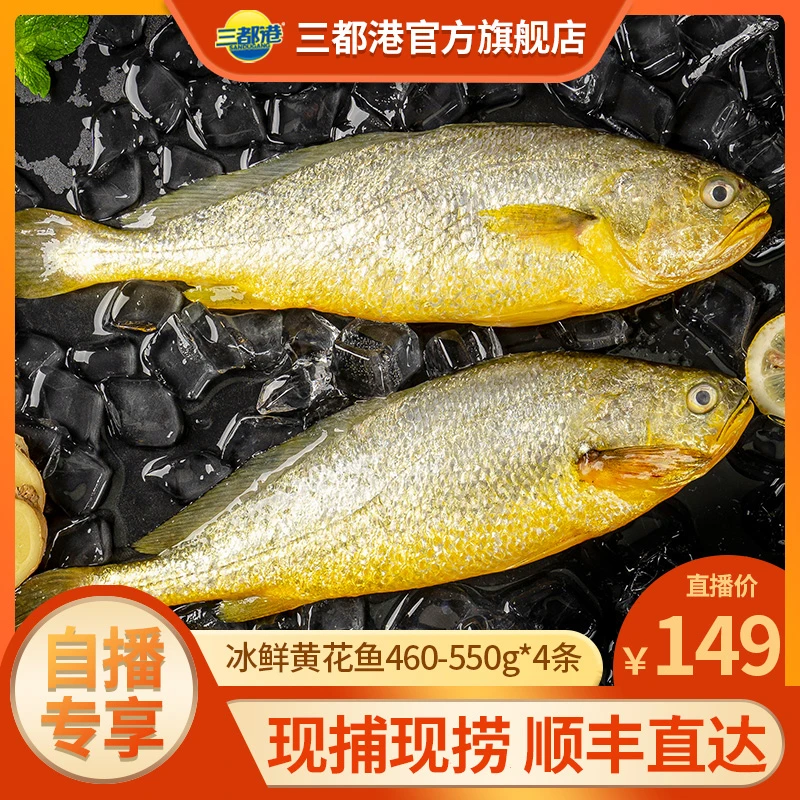 三都港冰鲜大黄鱼460-550g*4条 原产地新鲜黄花鱼【自播专享】