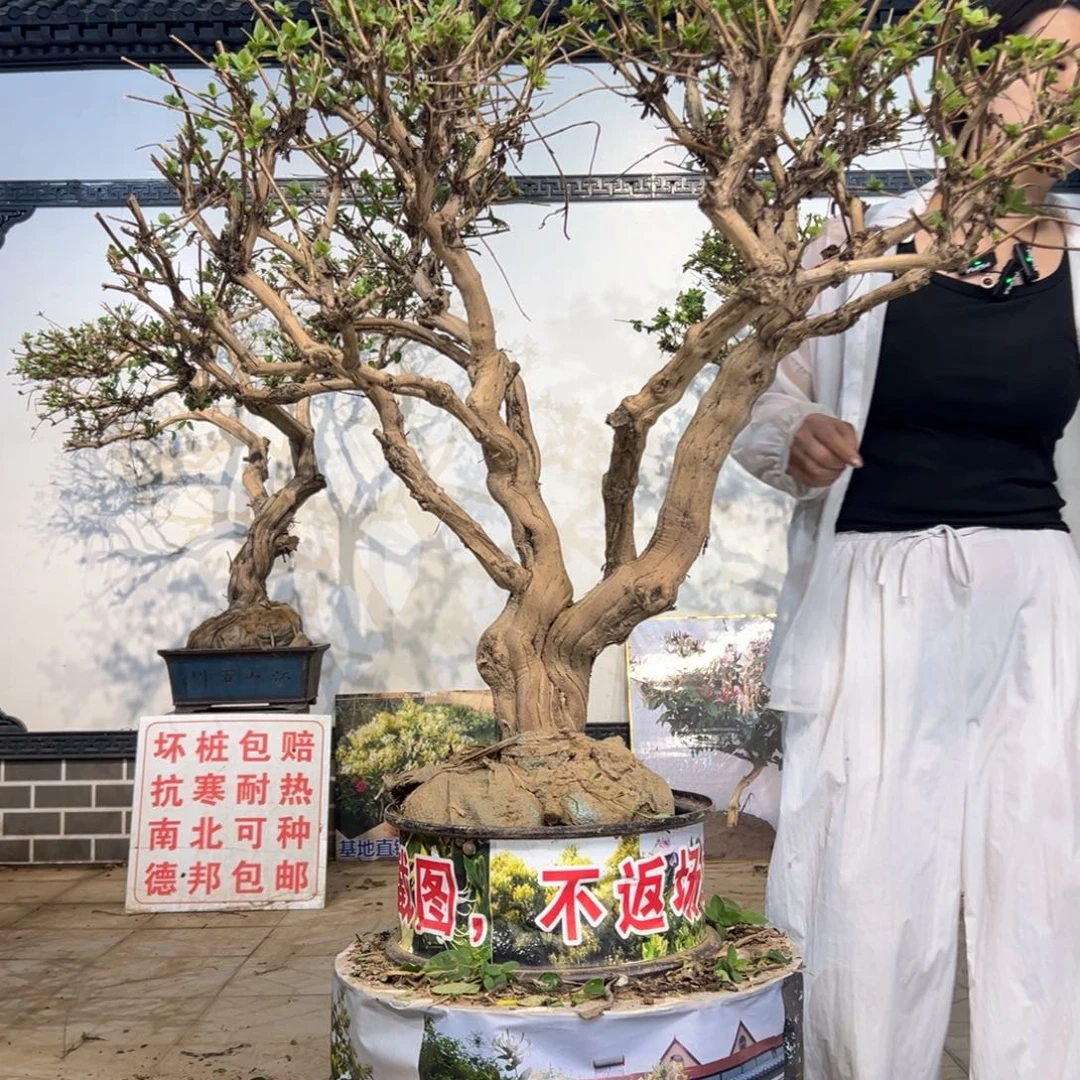 无花朵金银花888888