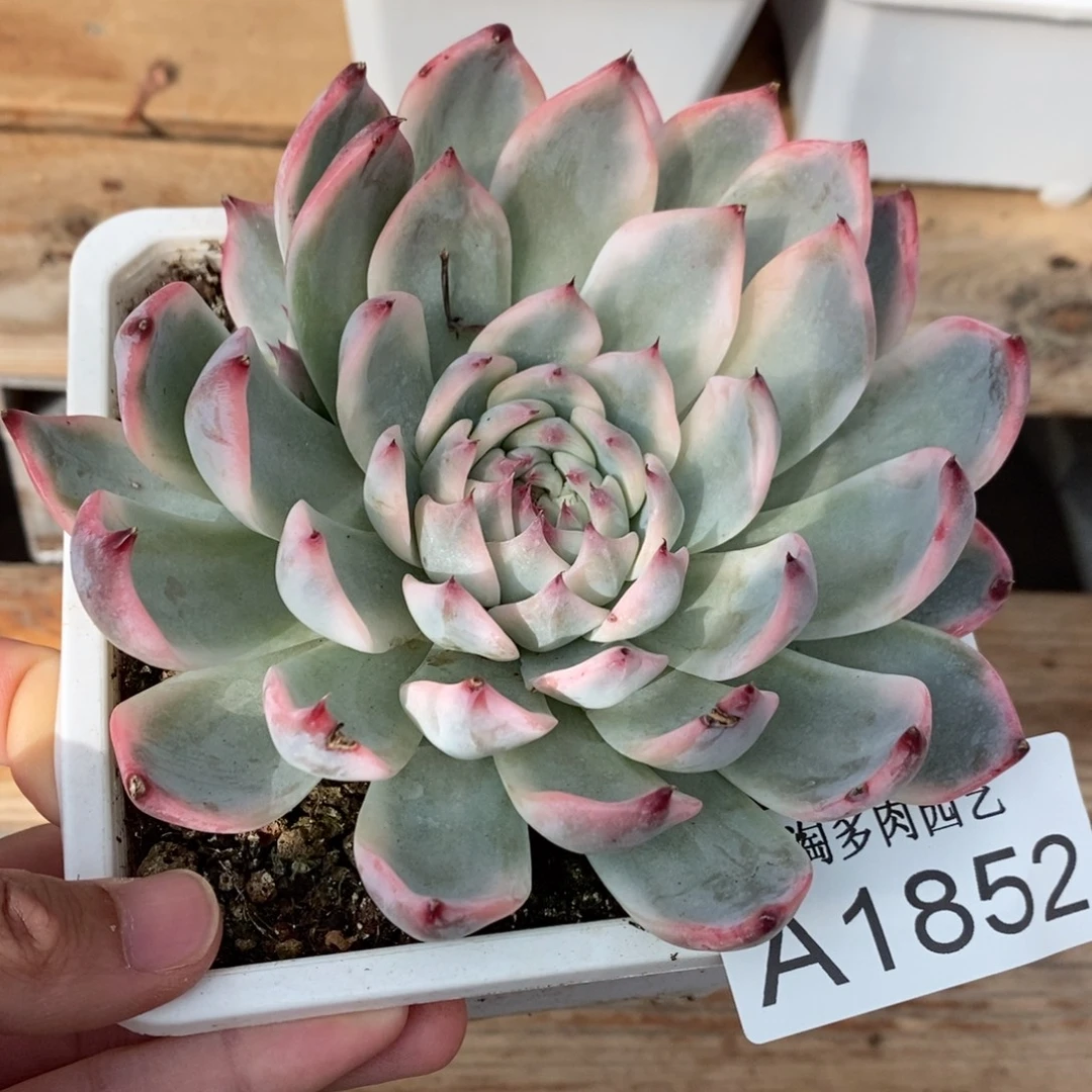 吉娃娃锦多肉植物A1852