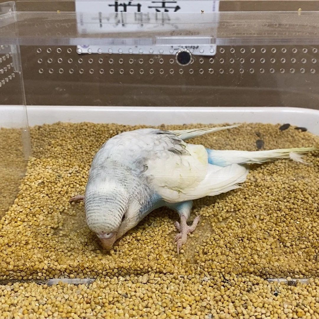 虎皮鹦鹉大头虎皮