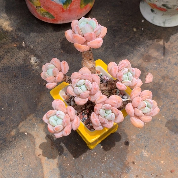我们就像这只蝴蝶飞得
