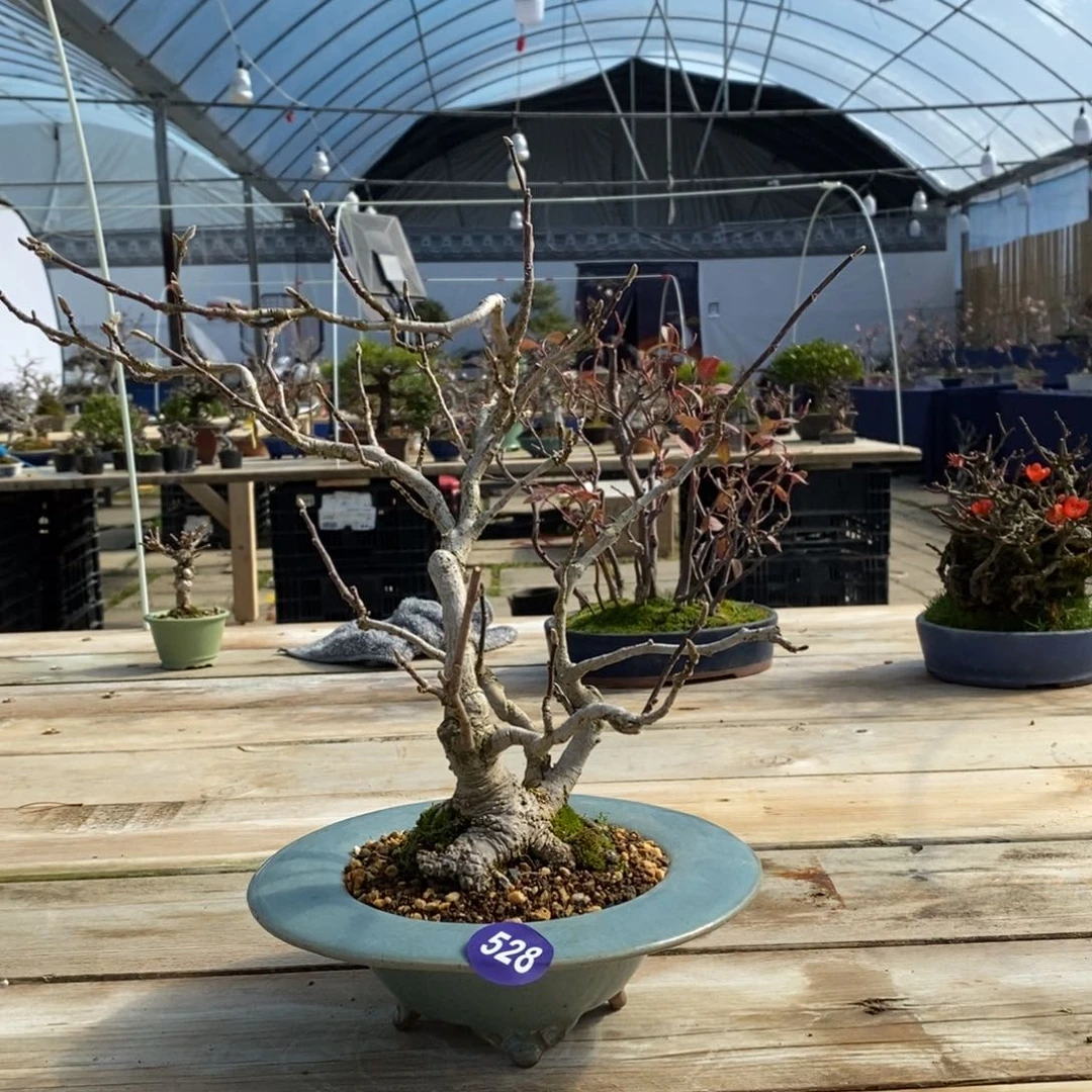 红陶人***行红红火火过大年528