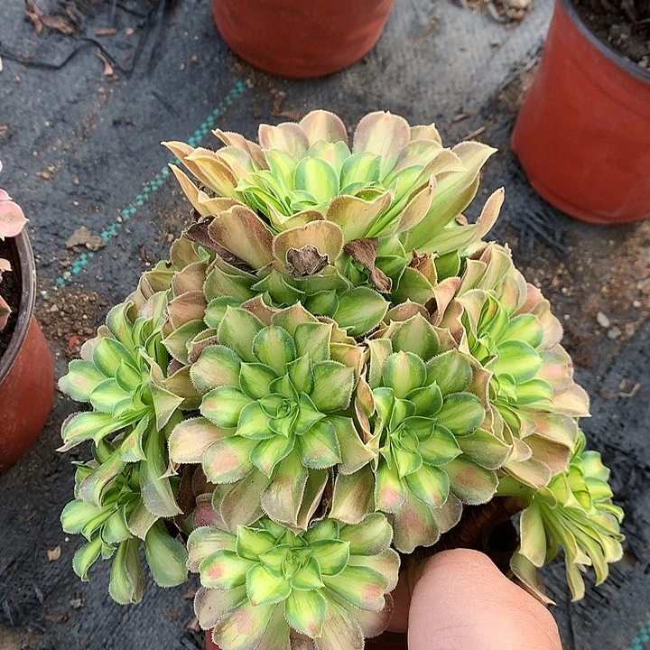 759韶华多肉植物