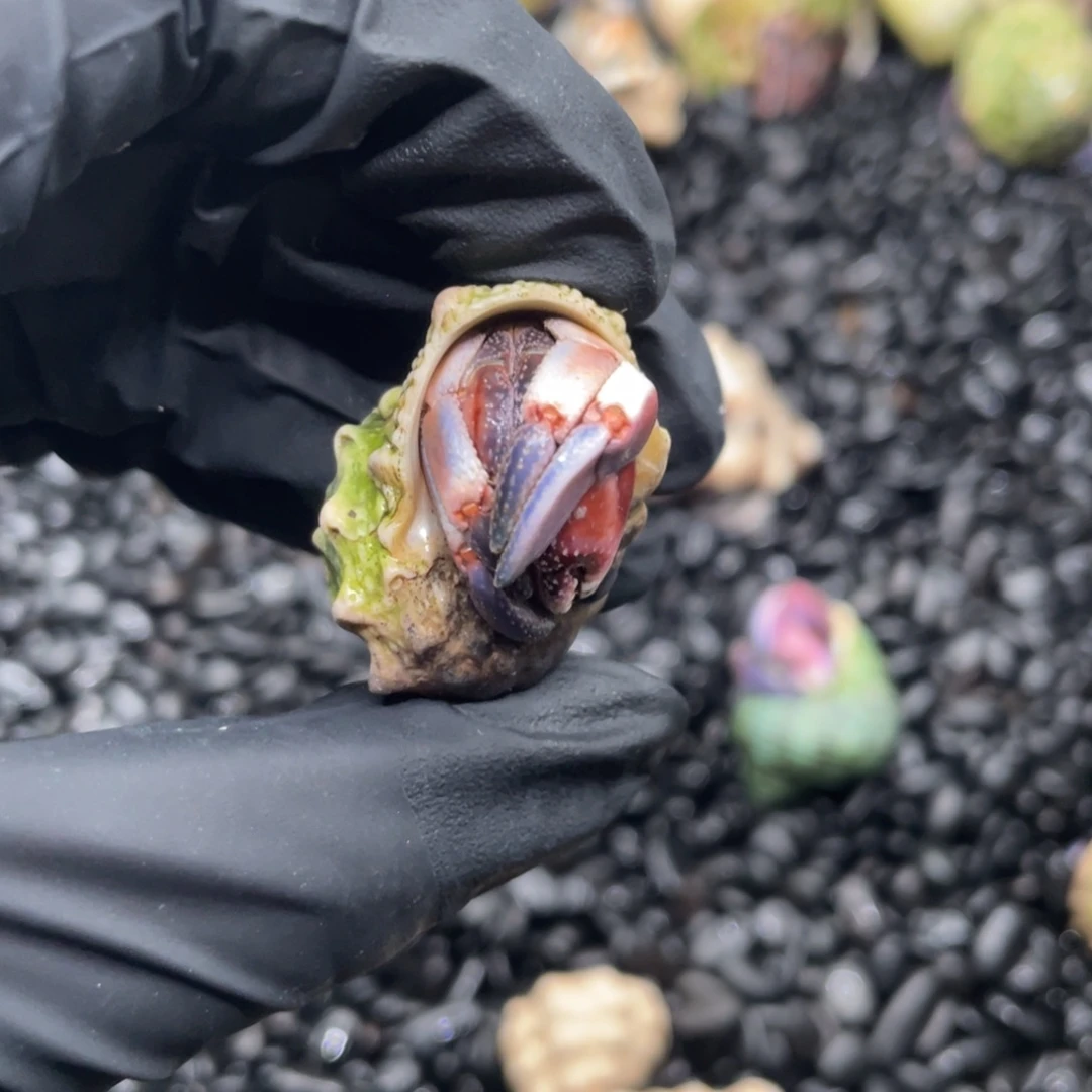 樱****除非不看国产极光