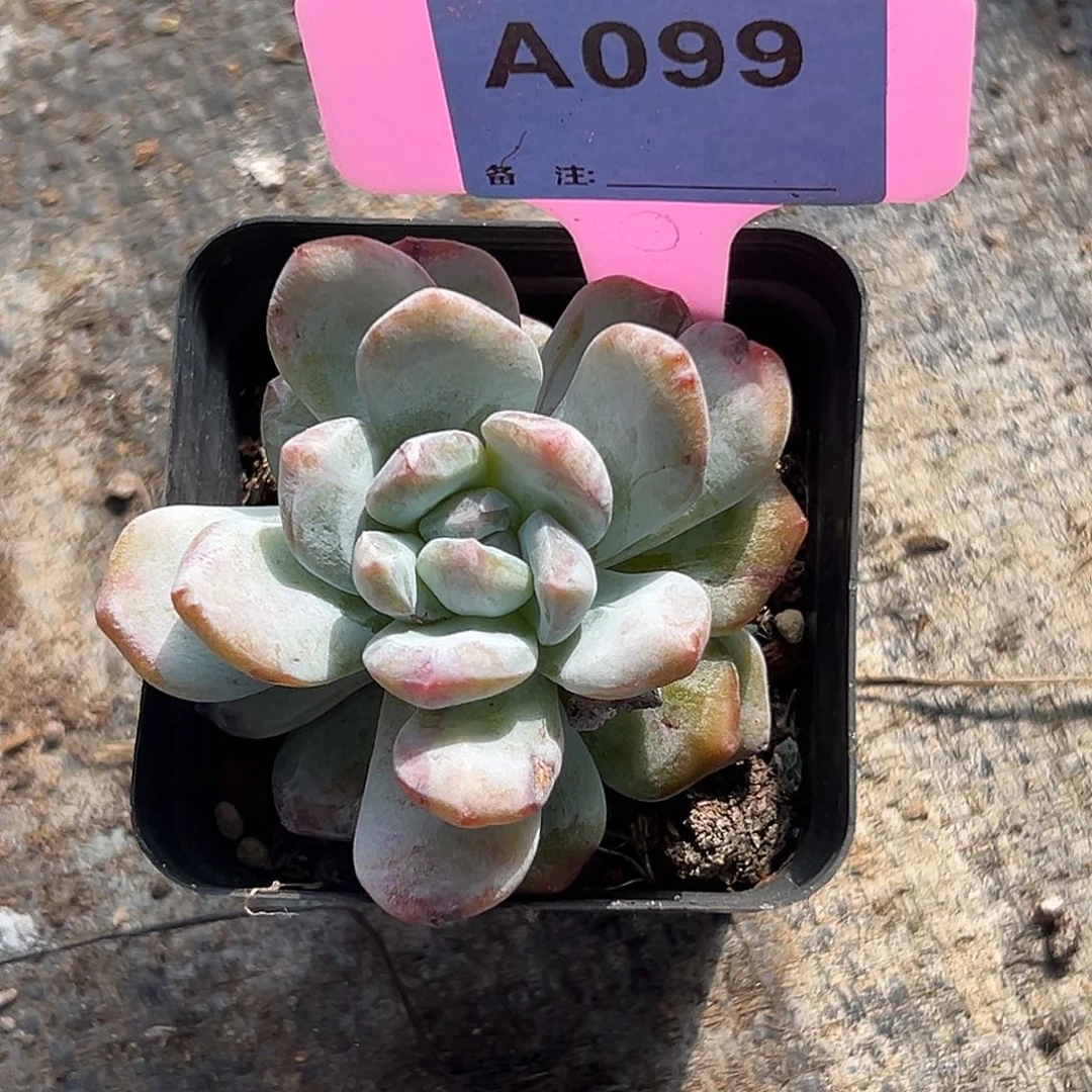 面***包多肉植物一物一拍