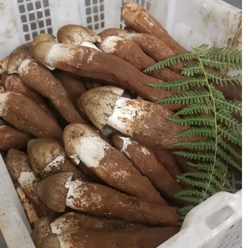 鸡枞菌云南野生鸡枞大白皮鸡枞菌当天下山当天发货顺丰包邮