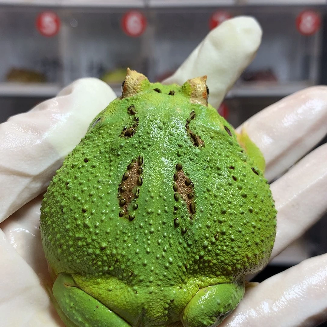角蛙2446 宇治角蛙