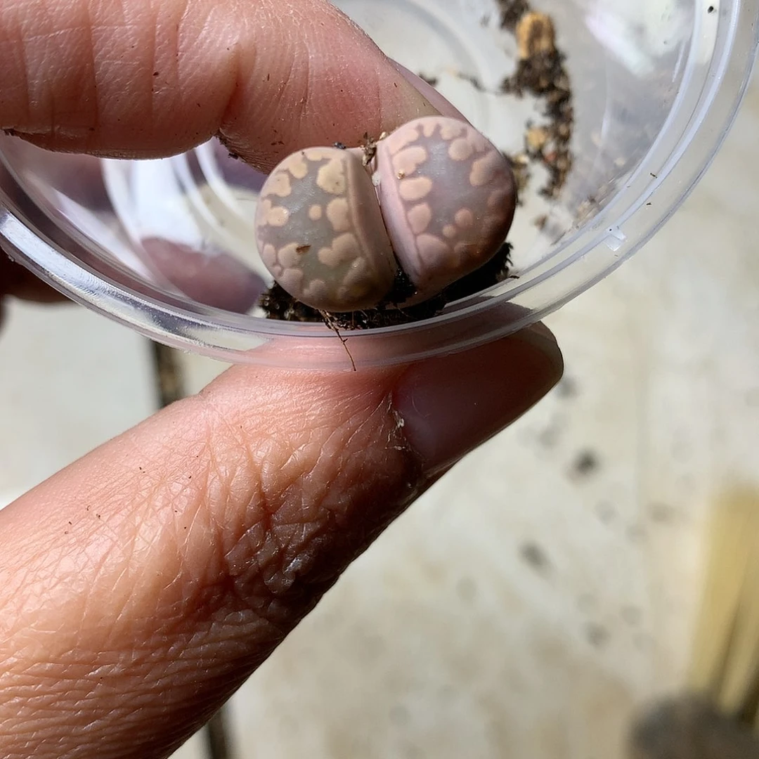 W233多肉植物保护