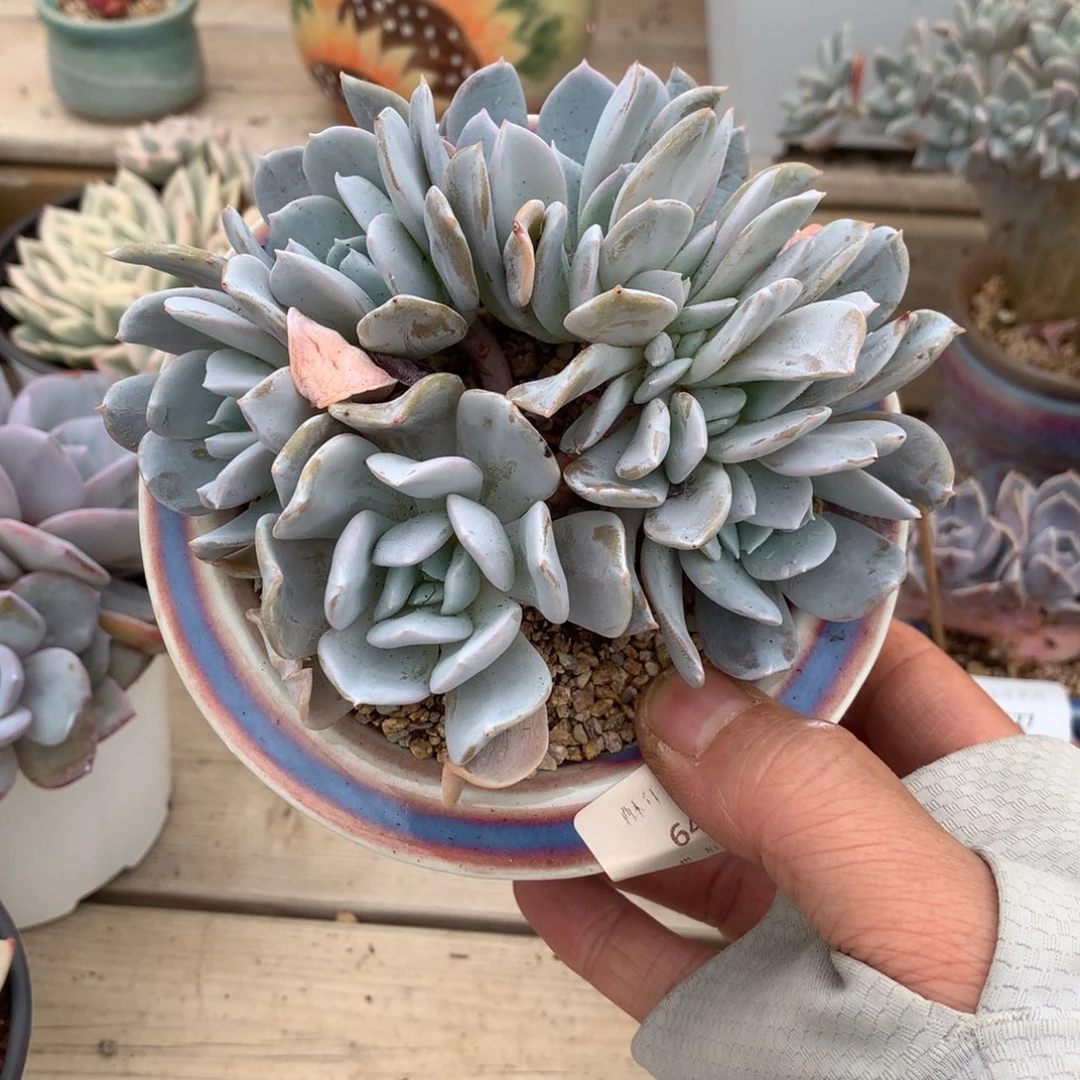 6457雪特缀化多肉一颗12.5厘米