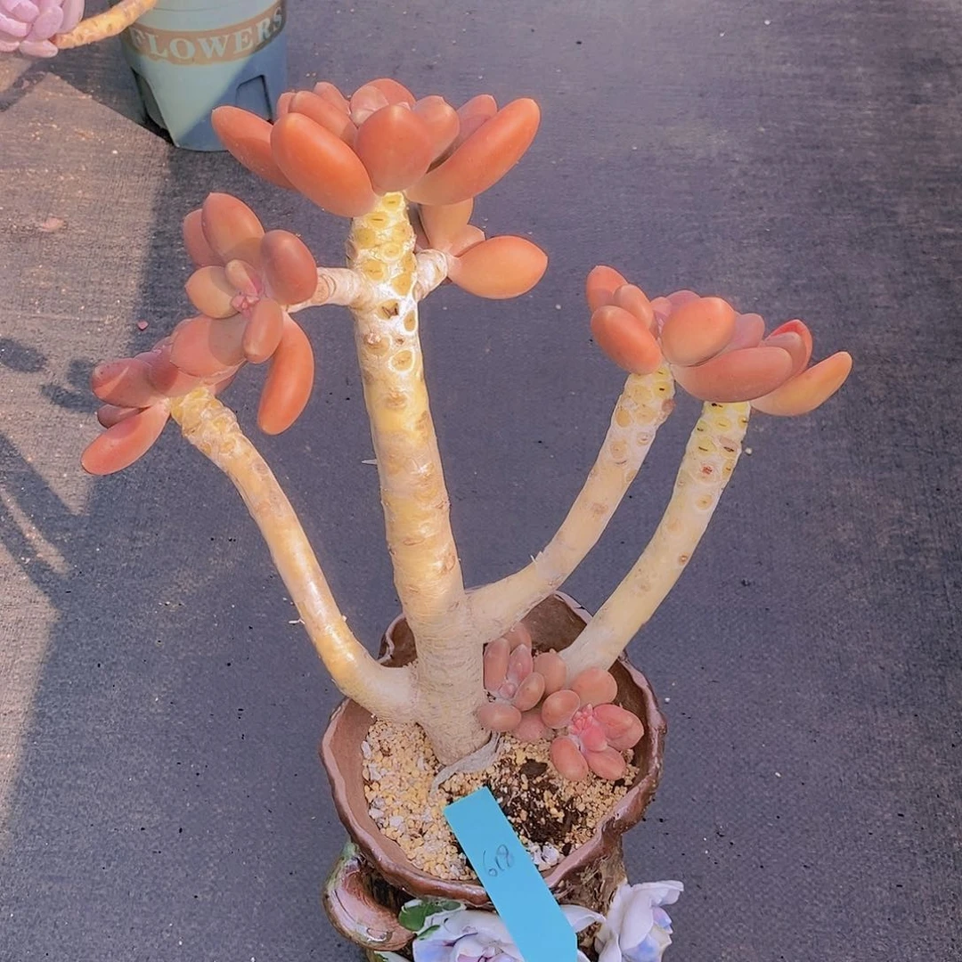 酷****?618多肉植物老桩