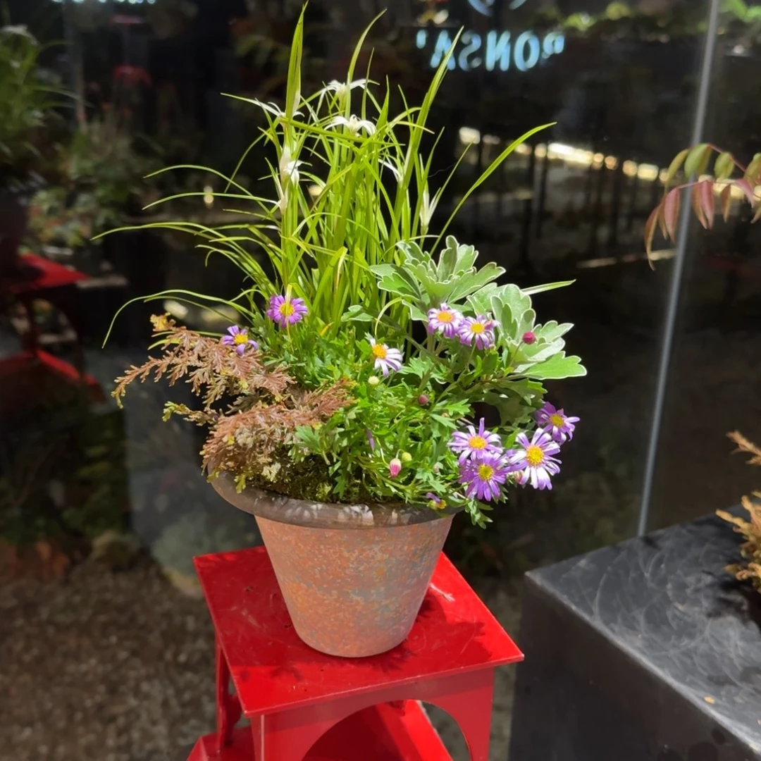 全部花朵山野草手作盆