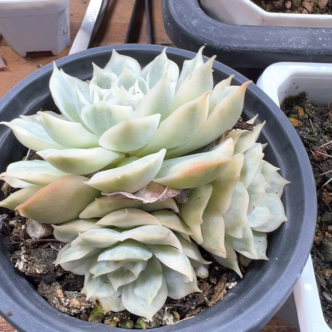 昂斯诺锦 小方花圃一单包邮