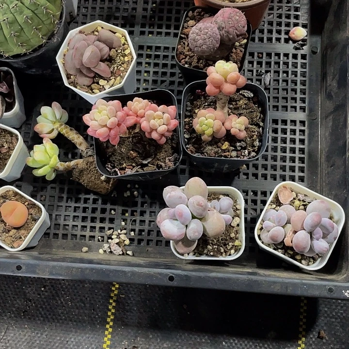 见***喵98号筐带盆土发货