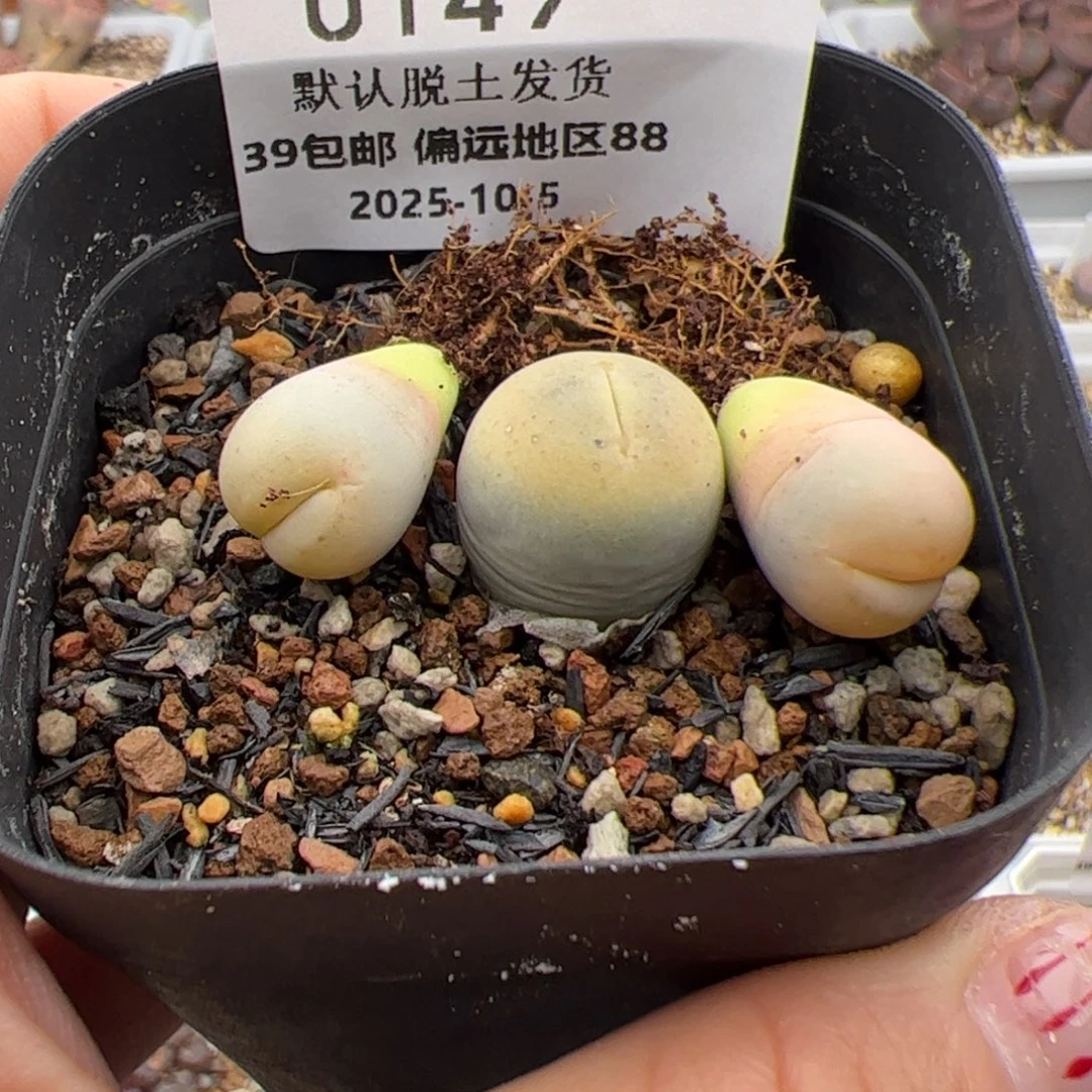 歪***o0149号 丑鹅3个多肉植物