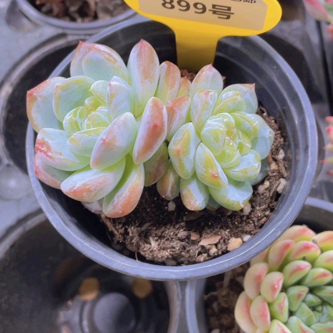 899号 厚叶糖心刚毅双头