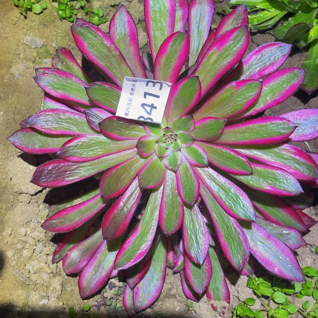 3413粉铜多肉植物