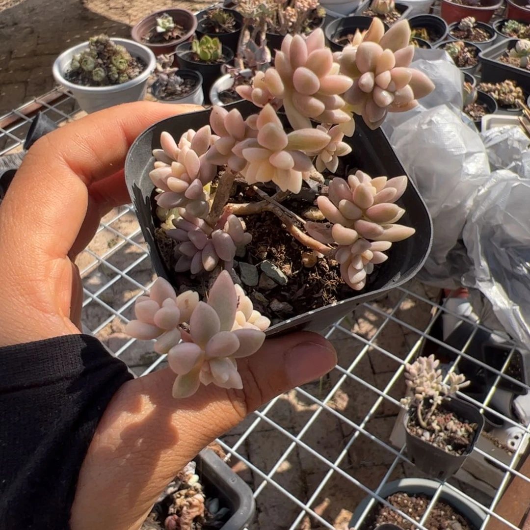 新疆包邮 丸叶姬秋丽锦（随单发货）