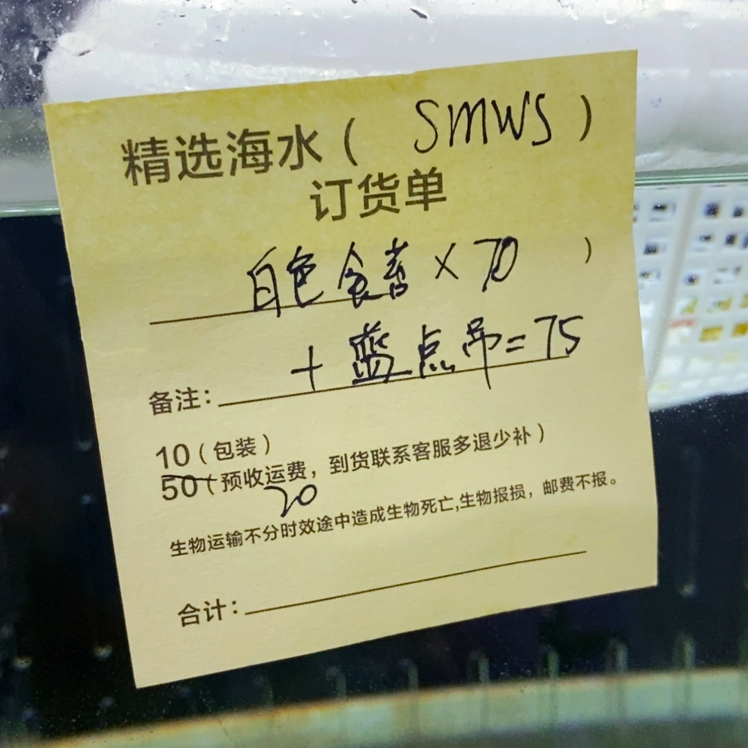 海水鱼白色食苔吊➕蓝点吊 小号
