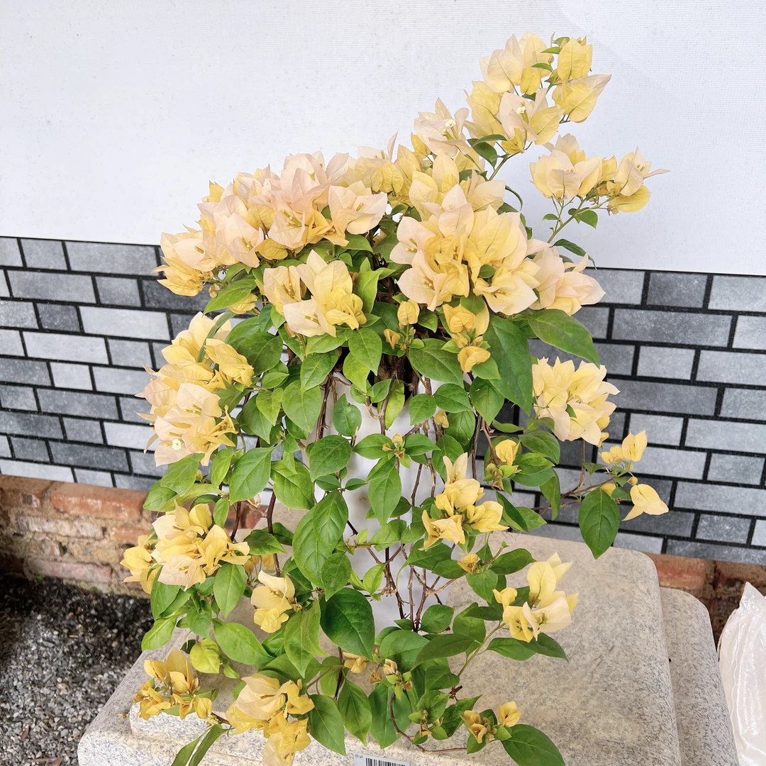 【艺景园花花公子】苏瓦娜花瀑布原生老桩三角梅盆景侧飘好养勤花