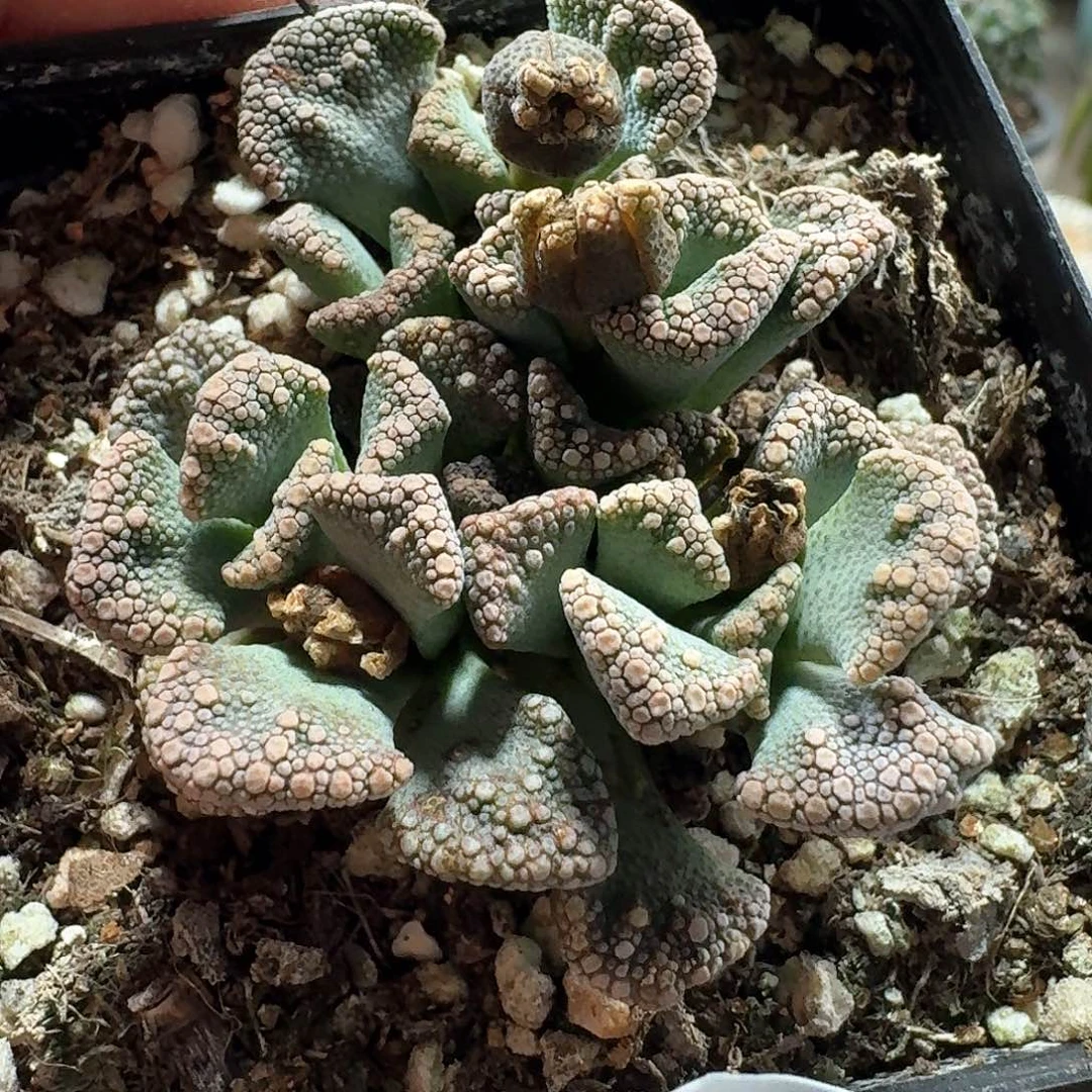 122天女脱土发货