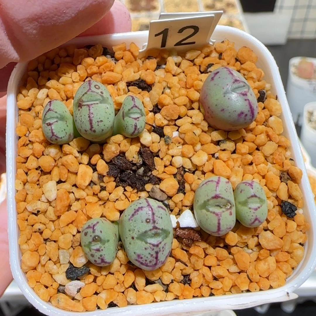 肉锥多肉植物百科-26