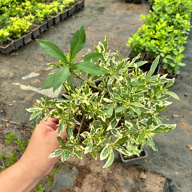 班入栀子花/老树头/带盆带土发货