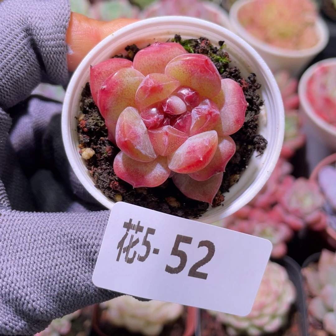 花利美 5-52秘境冰魄