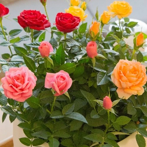 “双十一”超值2盆混色多品种福利（1盆2-3色）带花苞云南基地直发