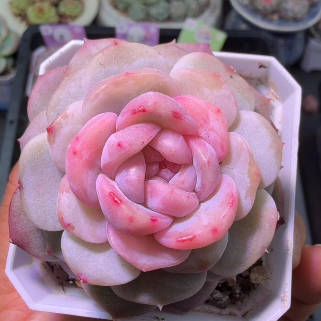 云岚单头元旦快乐