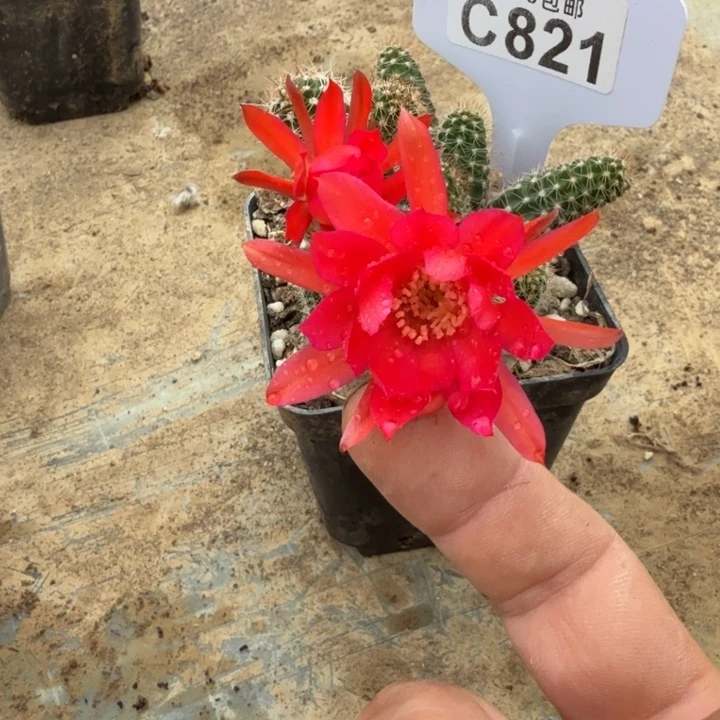 白檀福利特价C821