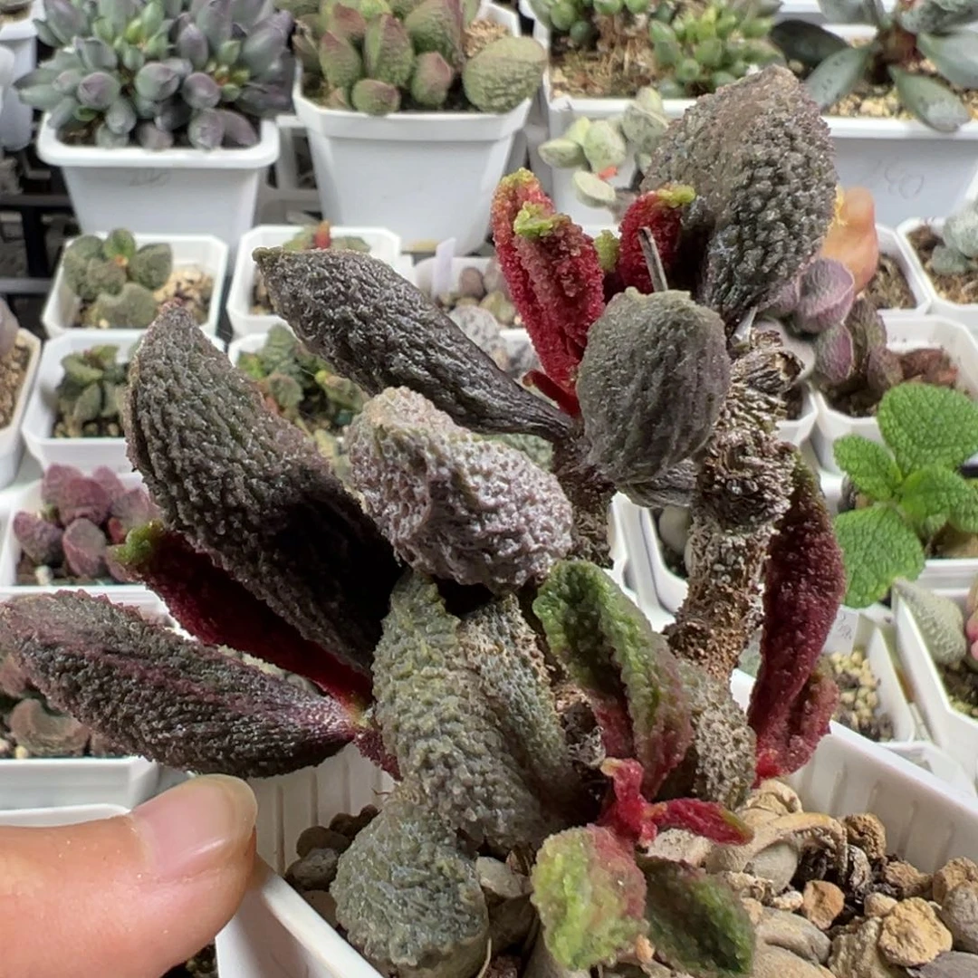 w纯木质桩大叶猪舌