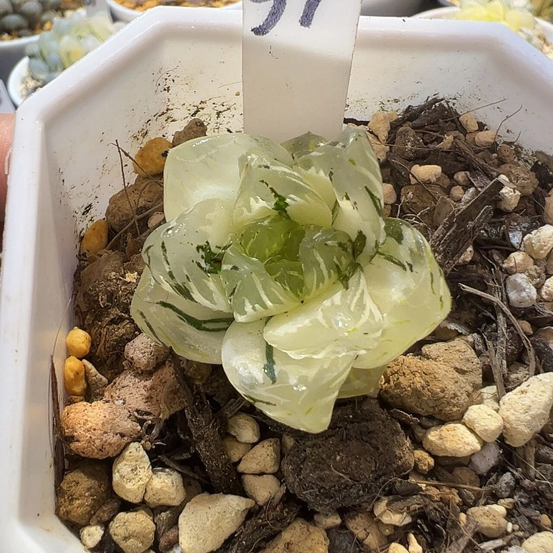 57号龙鳞玉露锦特选福利