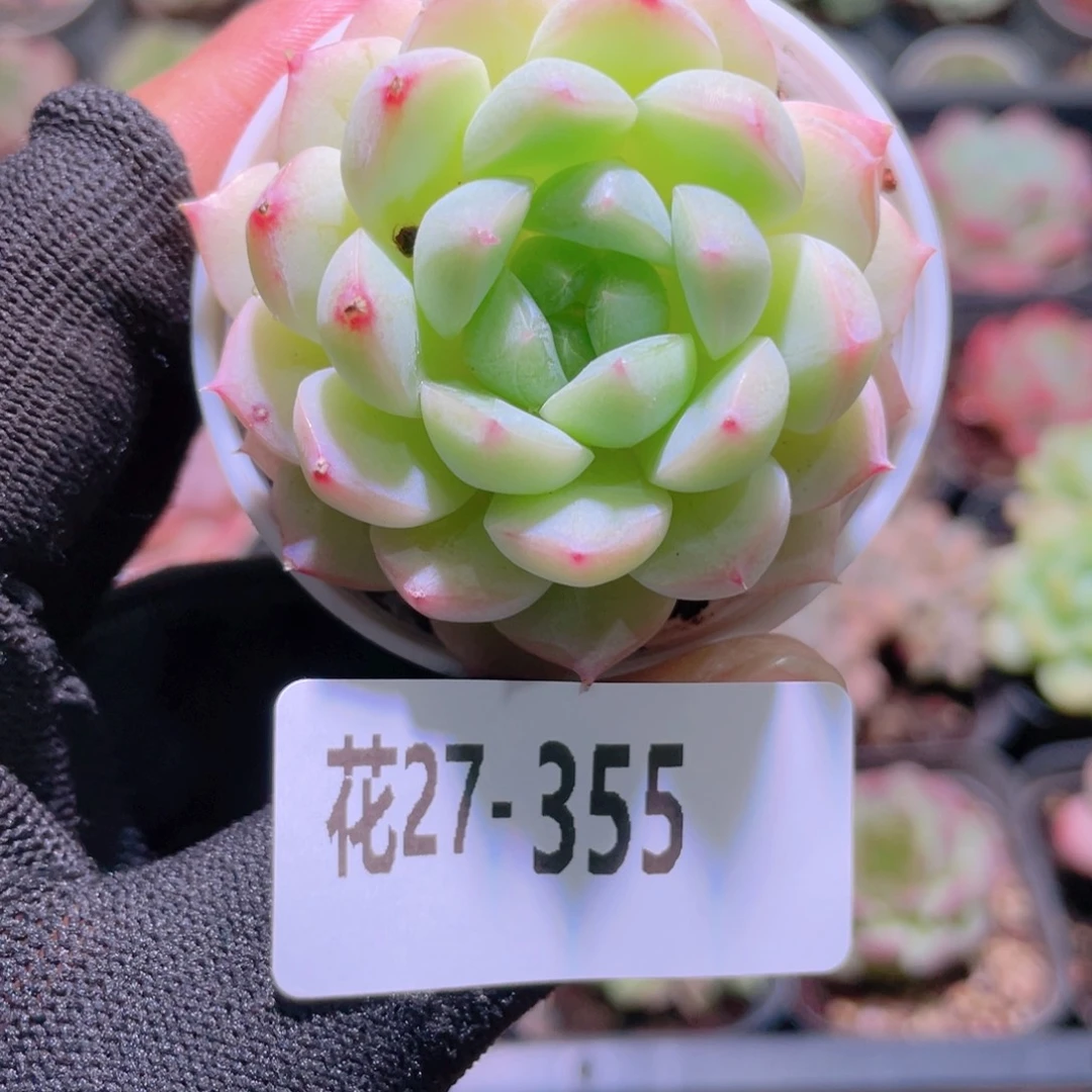 花利美27-355新品