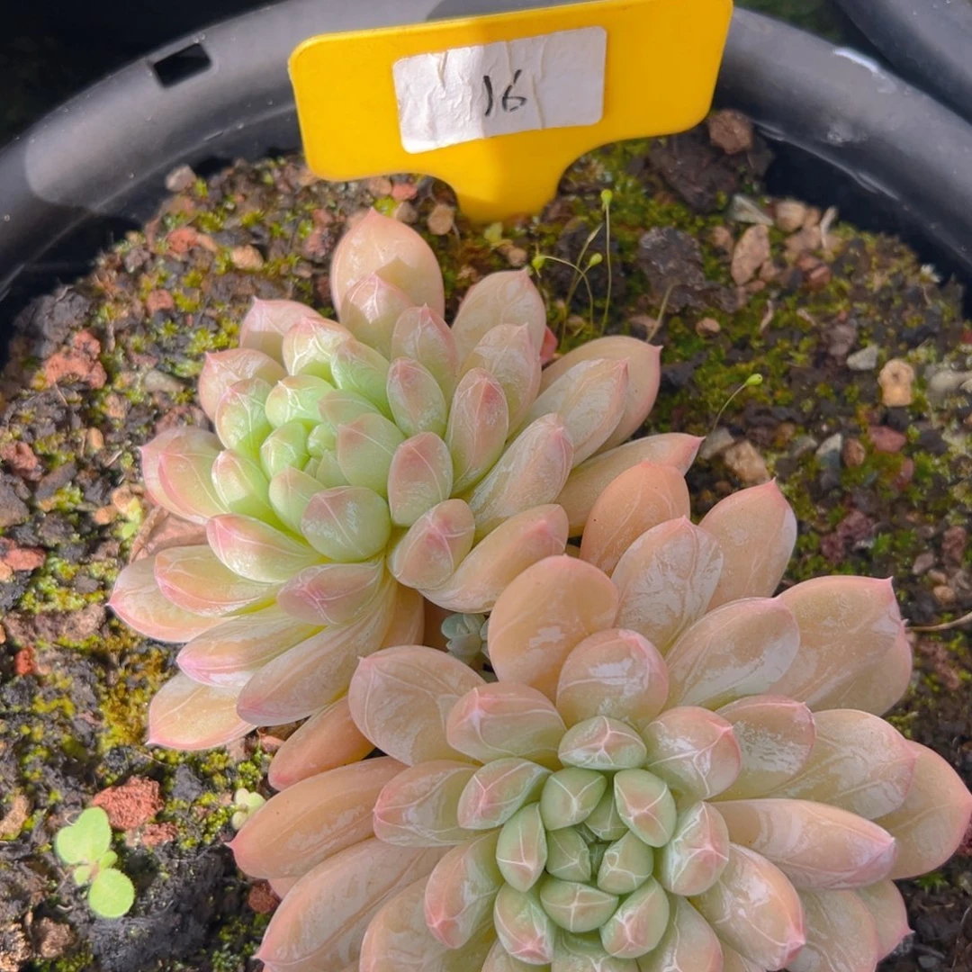 福利来了打个电话给你