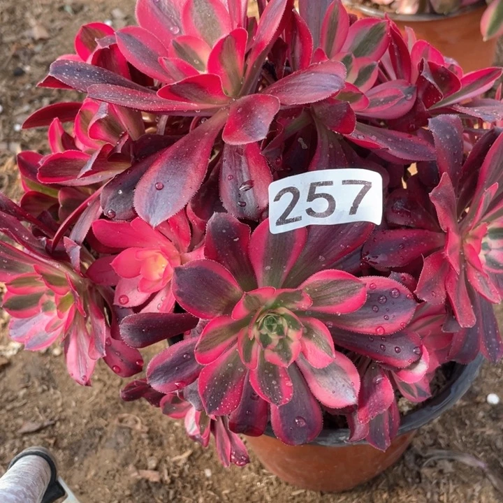 257多肉植物美杜莎